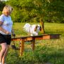 Miniaturka Agility Seesaw (7)