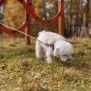 Miniaturka Agility Double Hoop Jump (7)